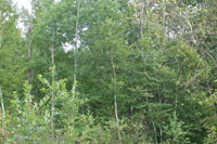 Grandview home sites, n. woodstock nh, loon area ski homes
